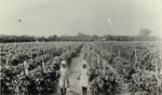 Link to Image Titled: Henry Schweiter's vineyard at Lincoln and Hydraulic