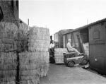 Link to Image Titled: Loading Broomcorn at John L. Denning Company